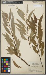 Foto von Salix alba L. x Salix fragilis L.